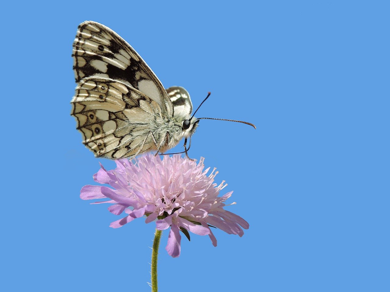 쏘나타장기렌트