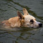 K9장기렌트 활용 방법 살펴보기