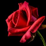 LS600HL의 주요 특징 살펴보기