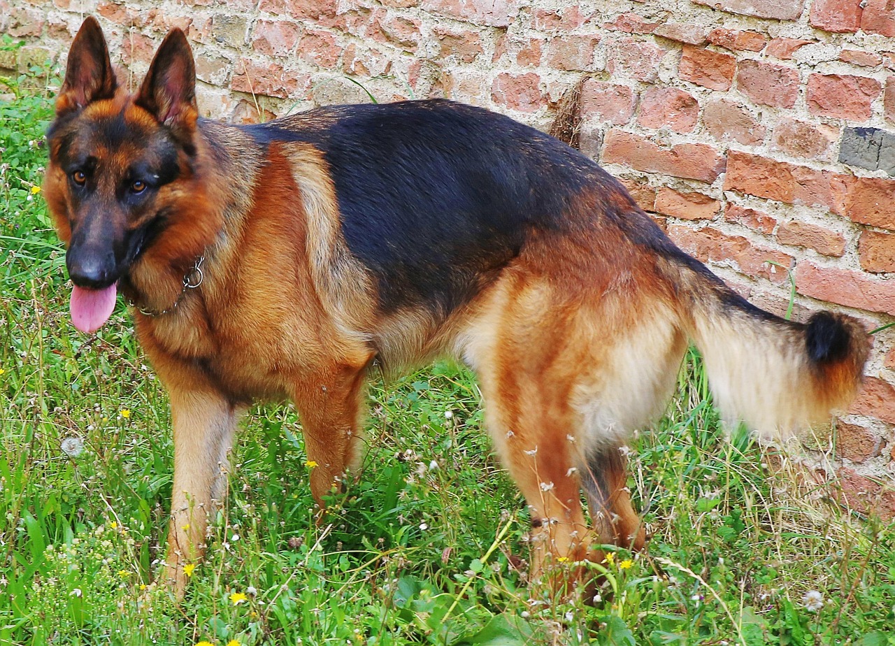 K9신차가격