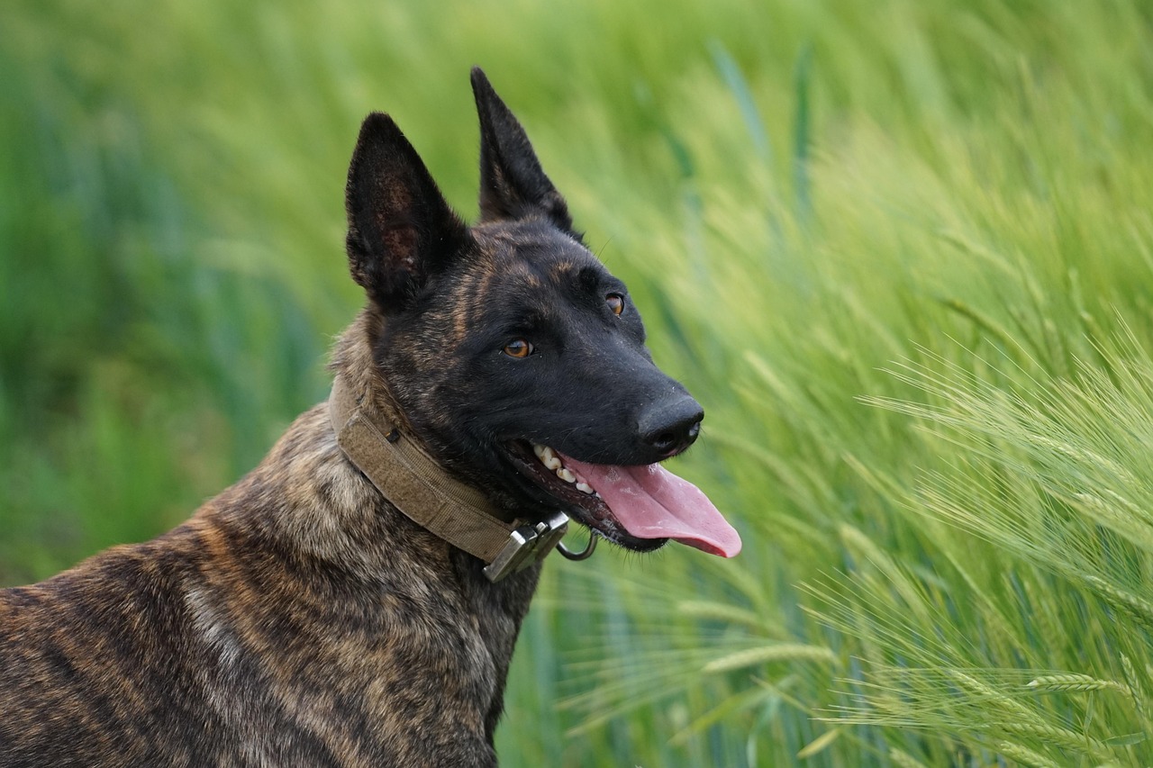 K9재고할인