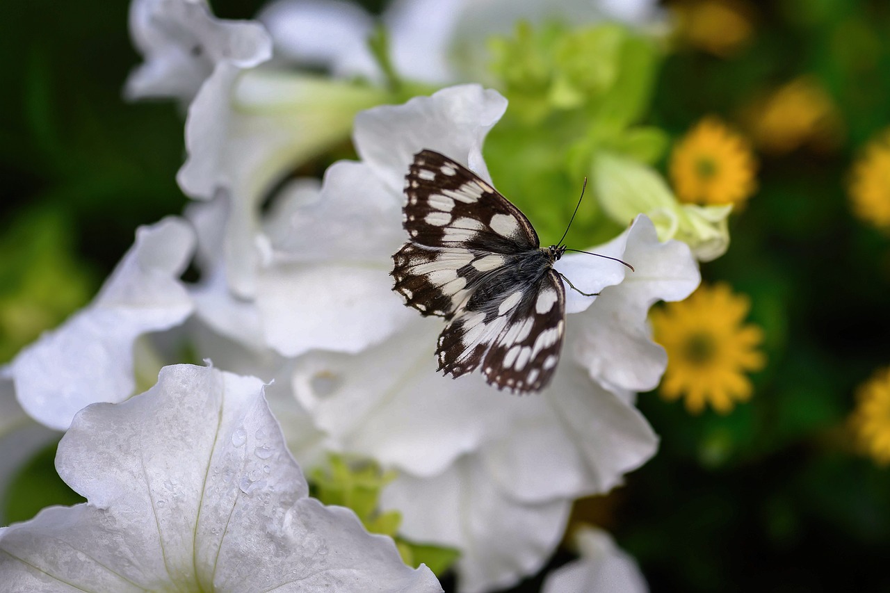 저신용장기렌트