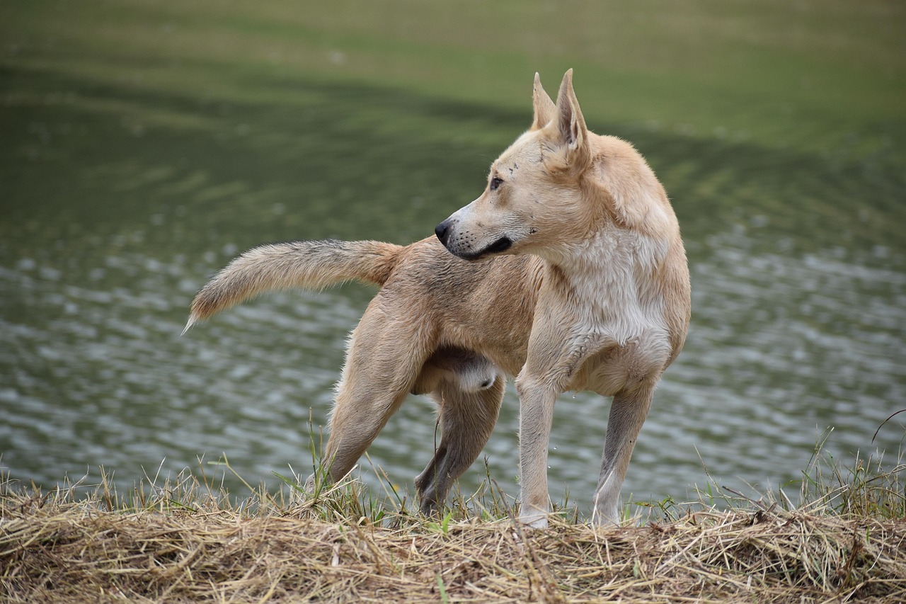K9신차가격
