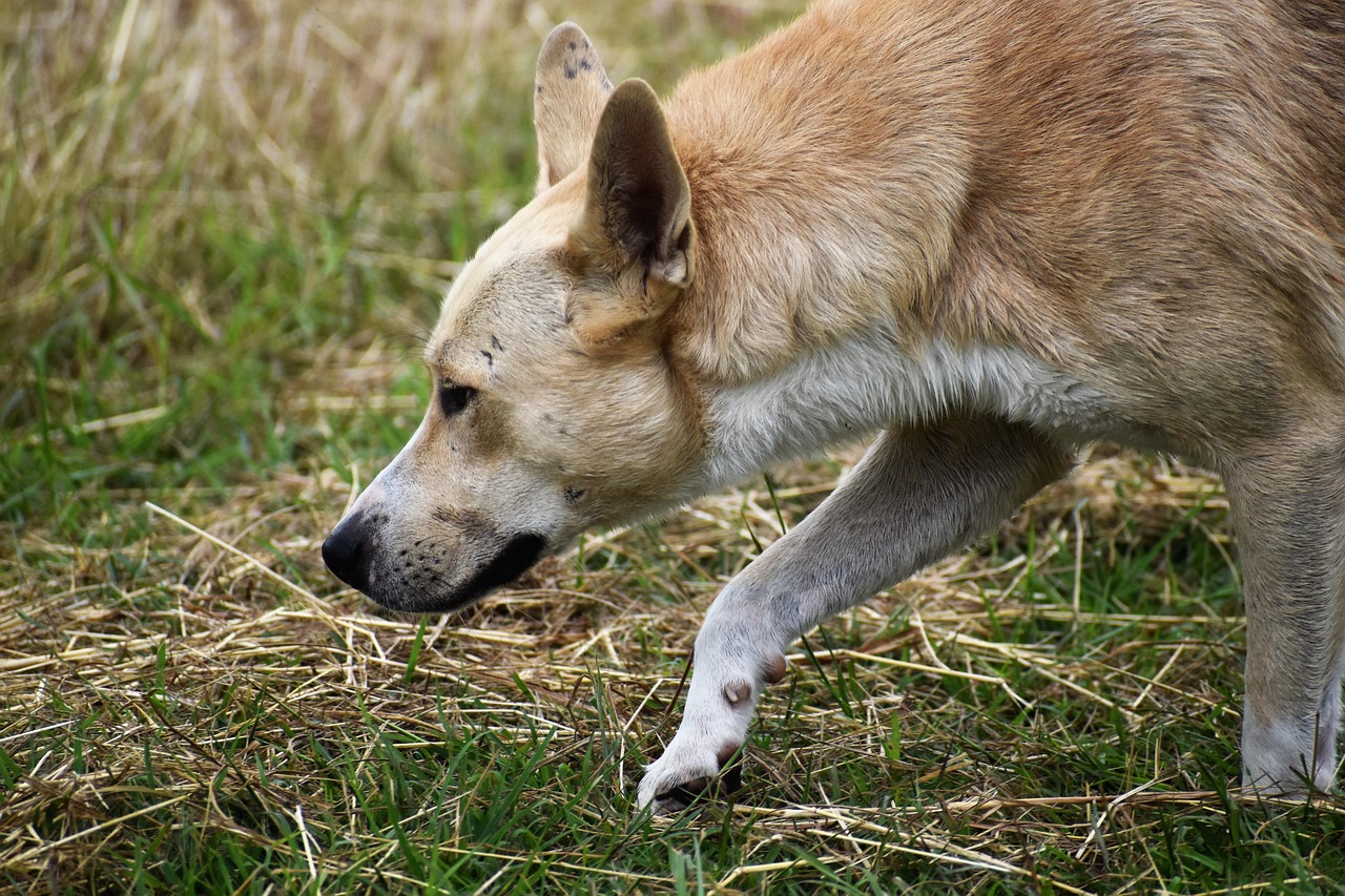 K9재고할인