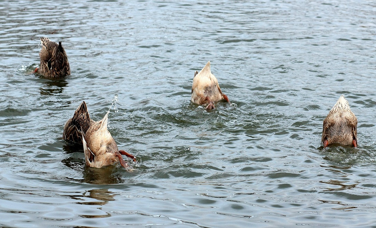 신차할부장기렌트