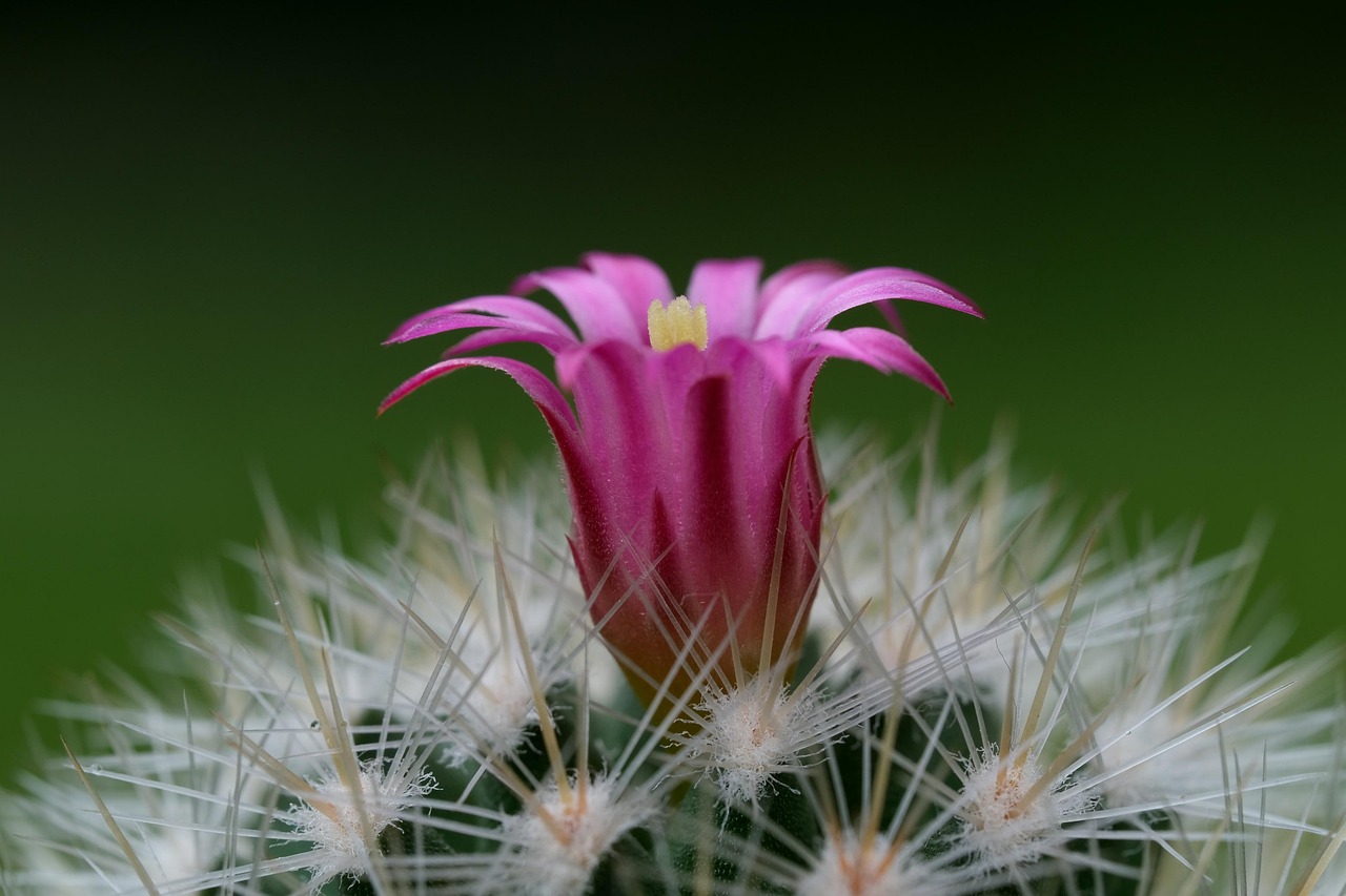 일반인장기렌트
