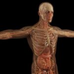 신용불량자의 장기렌트 활용법 알아보자