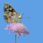 장기렌트회사 추천 리스트 살펴보기